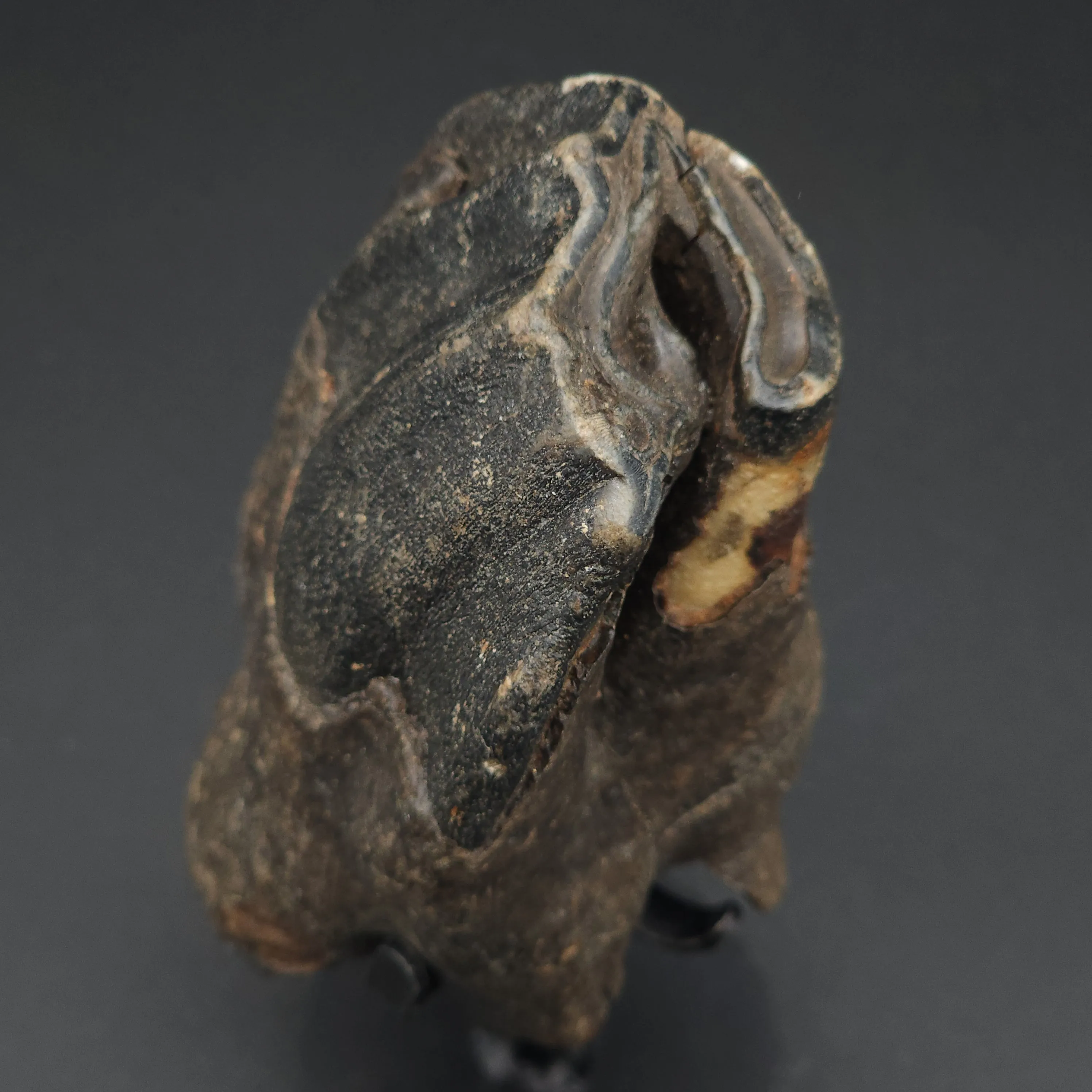 Coelodonta antiquitatis Woolly Rhinoceros Tooth - Siberia