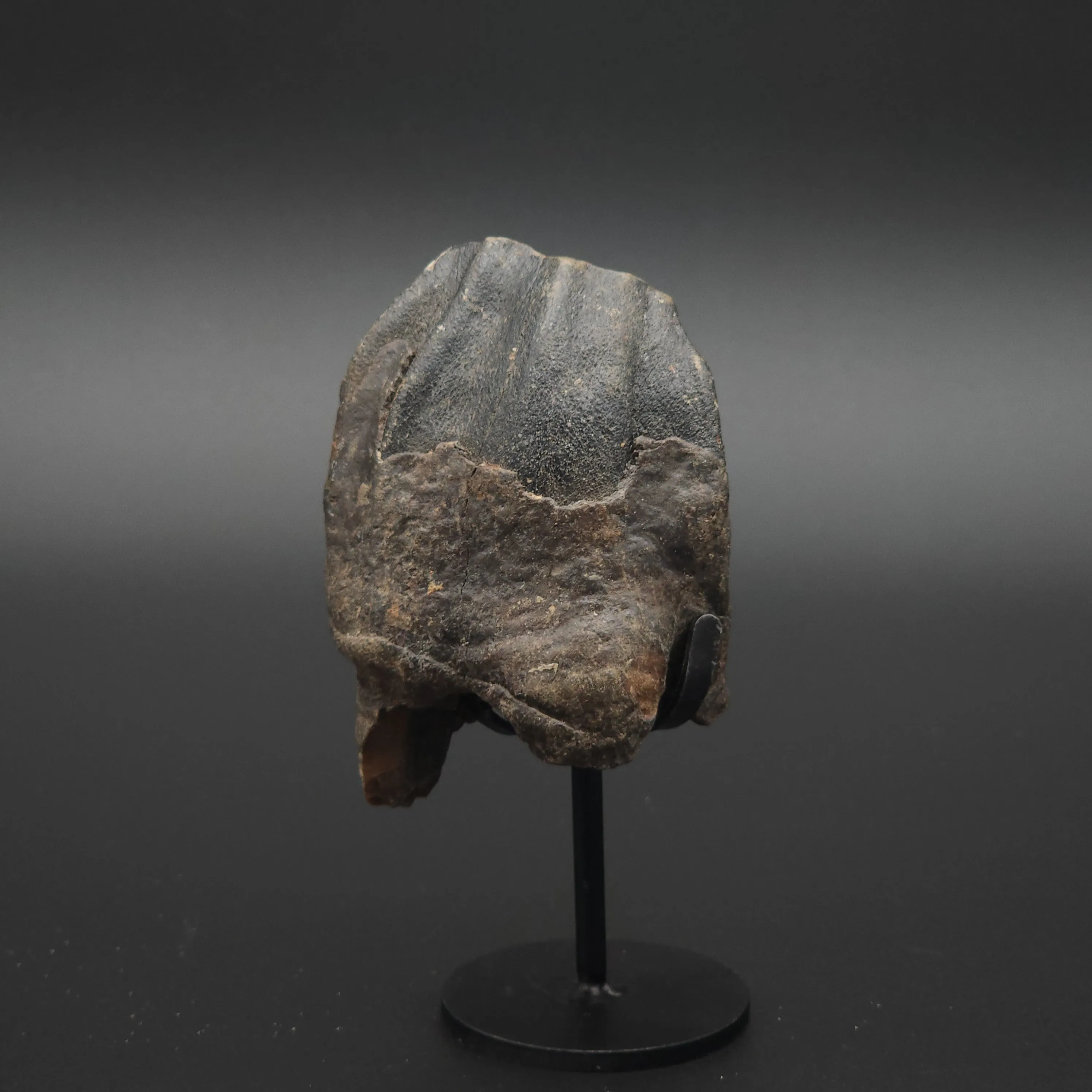 Coelodonta antiquitatis Woolly Rhinoceros Tooth - Siberia